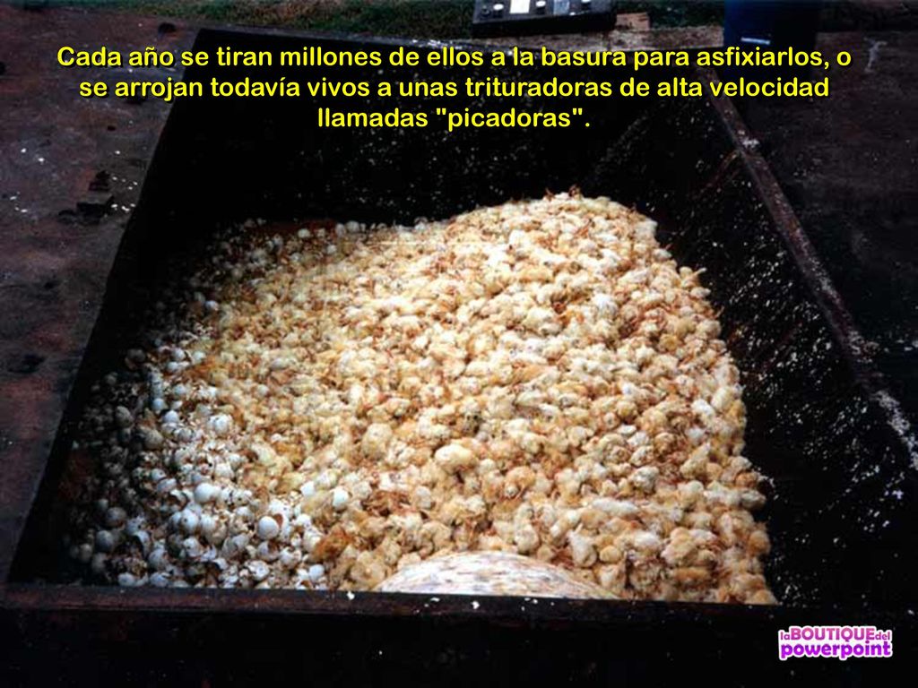 Cada año se tiran millones de ellos a la basura para asfixiarlos, o se arrojan todavía vivos a unas trituradoras de alta velocidad llamadas picadoras .