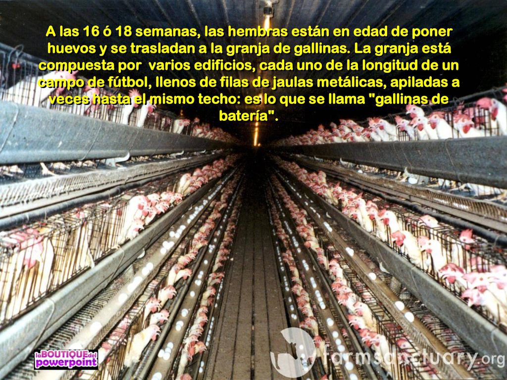 A las 16 ó 18 semanas, las hembras están en edad de poner huevos y se trasladan a la granja de gallinas.
