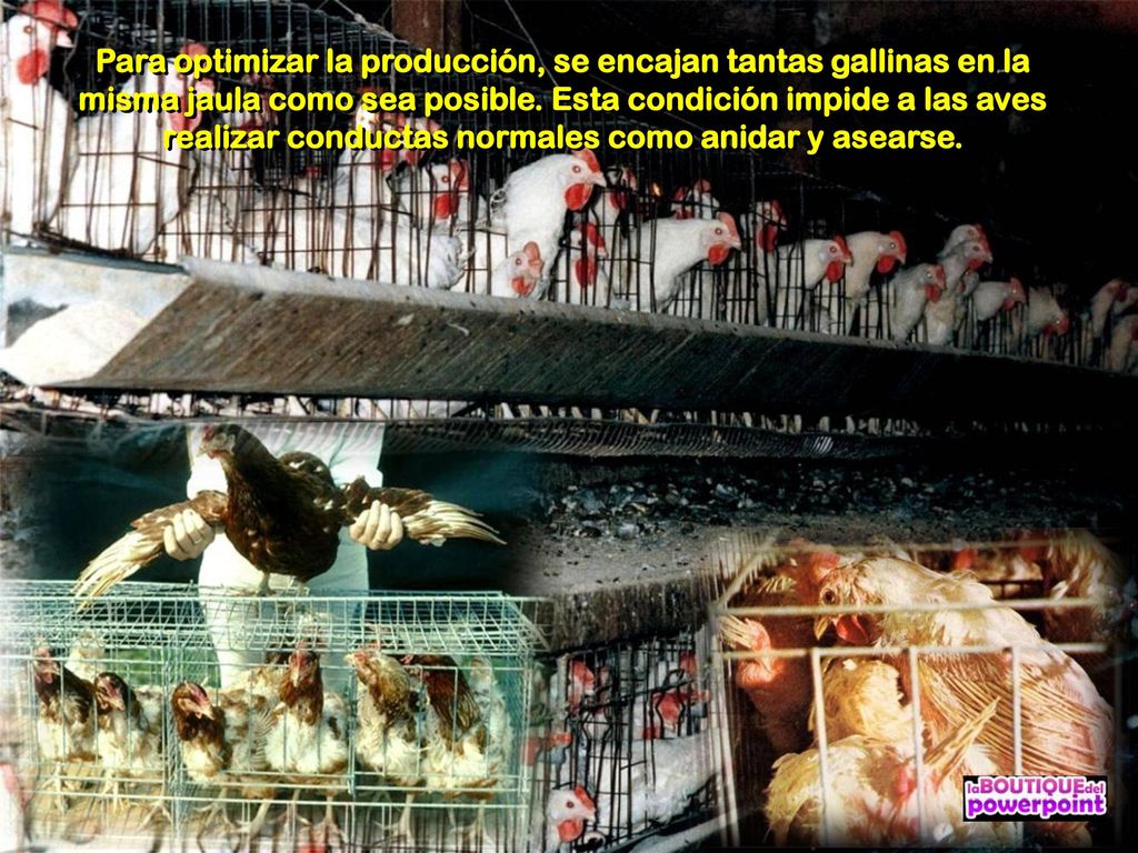 Para optimizar la producción, se encajan tantas gallinas en la misma jaula como sea posible.