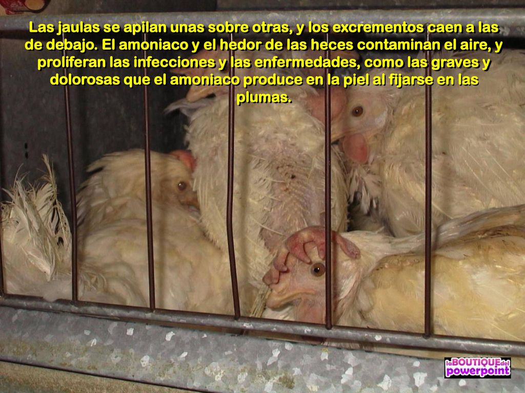 Las jaulas se apilan unas sobre otras, y los excrementos caen a las de debajo.