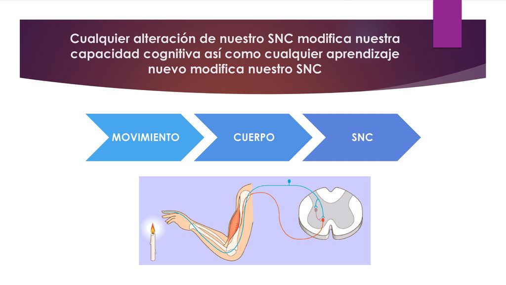 Cualquier alteración de nuestro SNC modifica nuestra capacidad cognitiva así como cualquier aprendizaje nuevo modifica nuestro SNC
