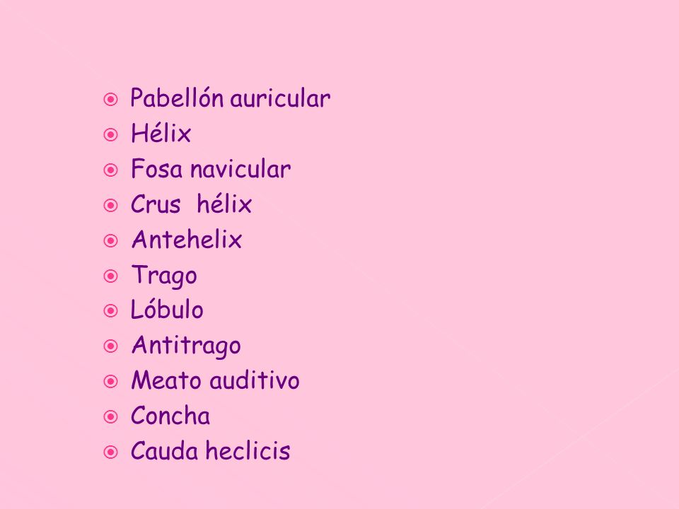 Pabellón auricular Hélix. Fosa navicular. Crus hélix. Antehelix. Trago. Lóbulo. Antitrago. Meato auditivo.