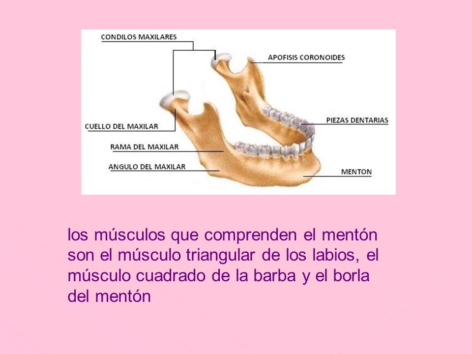los músculos que comprenden el mentón son el músculo triangular de los labios, el músculo cuadrado de la barba y el borla del mentón