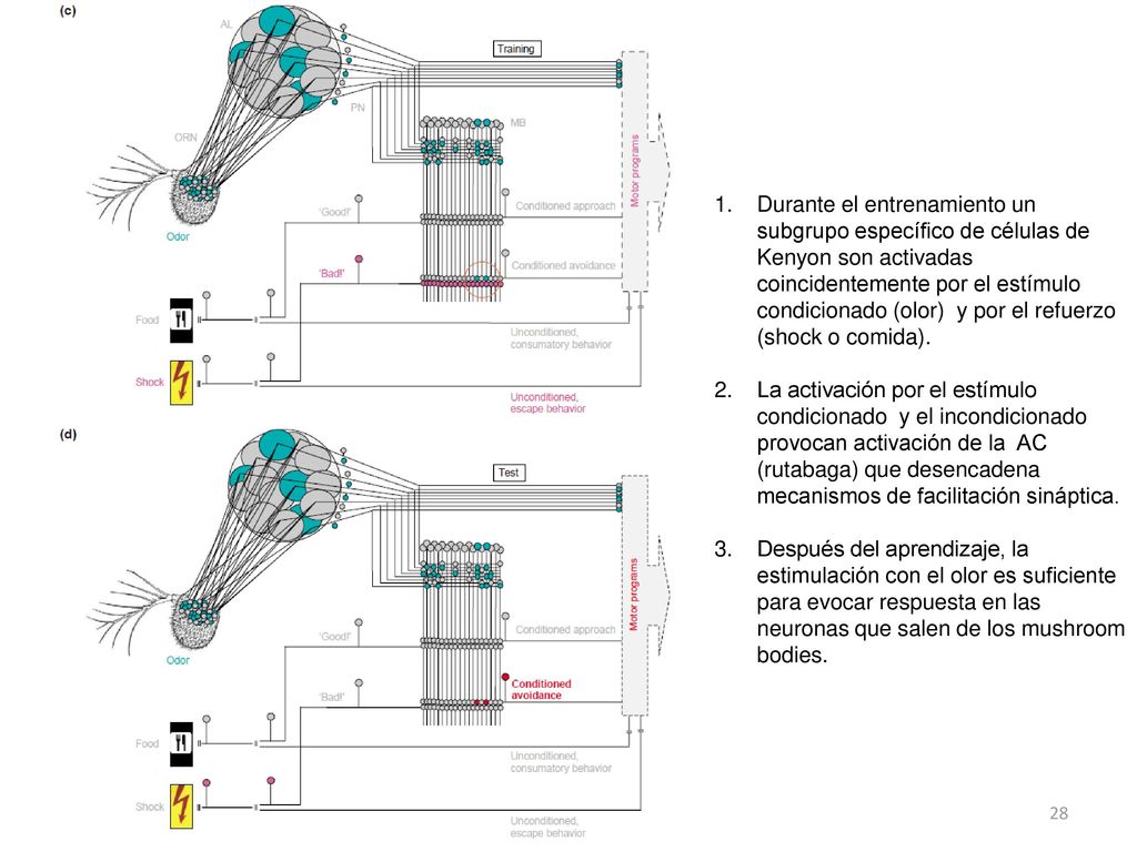 Durante el entrenamiento un subgrupo específico de células de Kenyon son activadas coincidentemente por el estímulo condicionado (olor) y por el refuerzo (shock o comida).