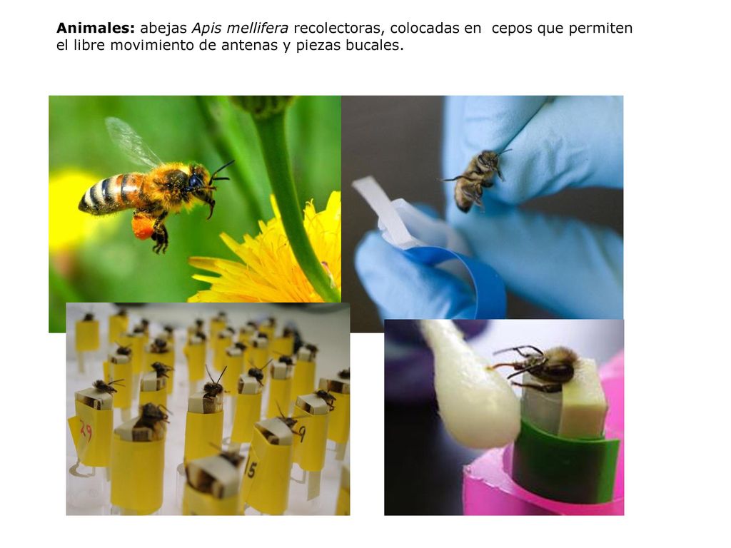 Animales: abejas Apis mellifera recolectoras, colocadas en cepos que permiten el libre movimiento de antenas y piezas bucales.