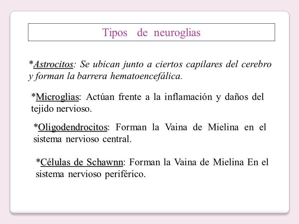 Tipos de neuroglias *Astrocitos: Se ubican junto a ciertos capilares del cerebro y forman la barrera hematoencefálica.