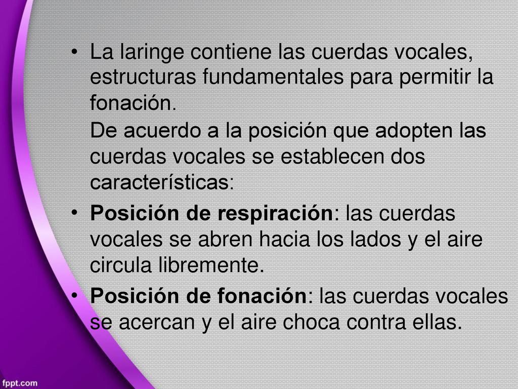 • La laringe contiene las cuerdas vocales, estructuras fundamentales para permitir la. fonación.