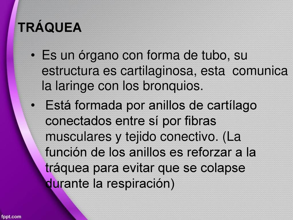 TRÁQUEA • Es un órgano con forma de tubo, su. estructura es cartilaginosa, esta. la laringe con los bronquios.