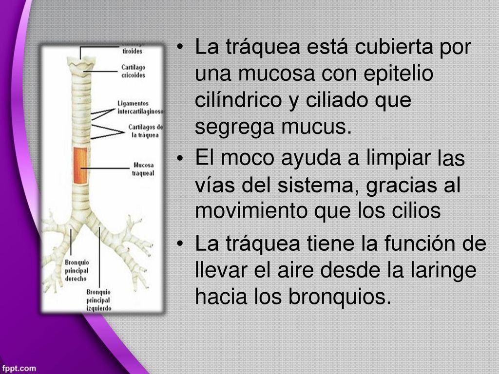 • La tráquea está cubierta. una mucosa con epitelio cilíndrico y ciliado que segrega mucus. El moco ayuda a limpiar.