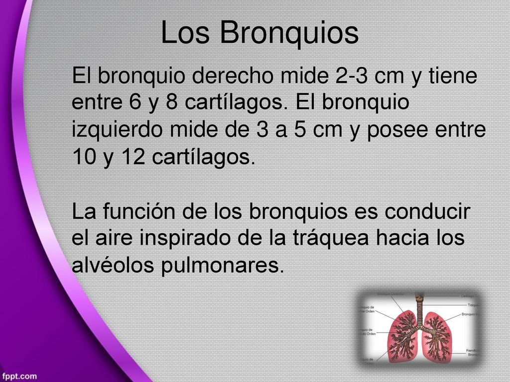 Los Bronquios El bronquio derecho mide 2-3 cm y tiene