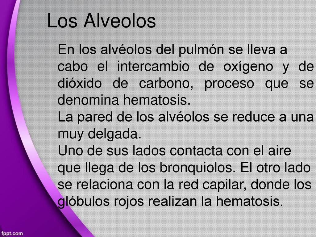 Los Alveolos En los alvéolos del pulmón se lleva a
