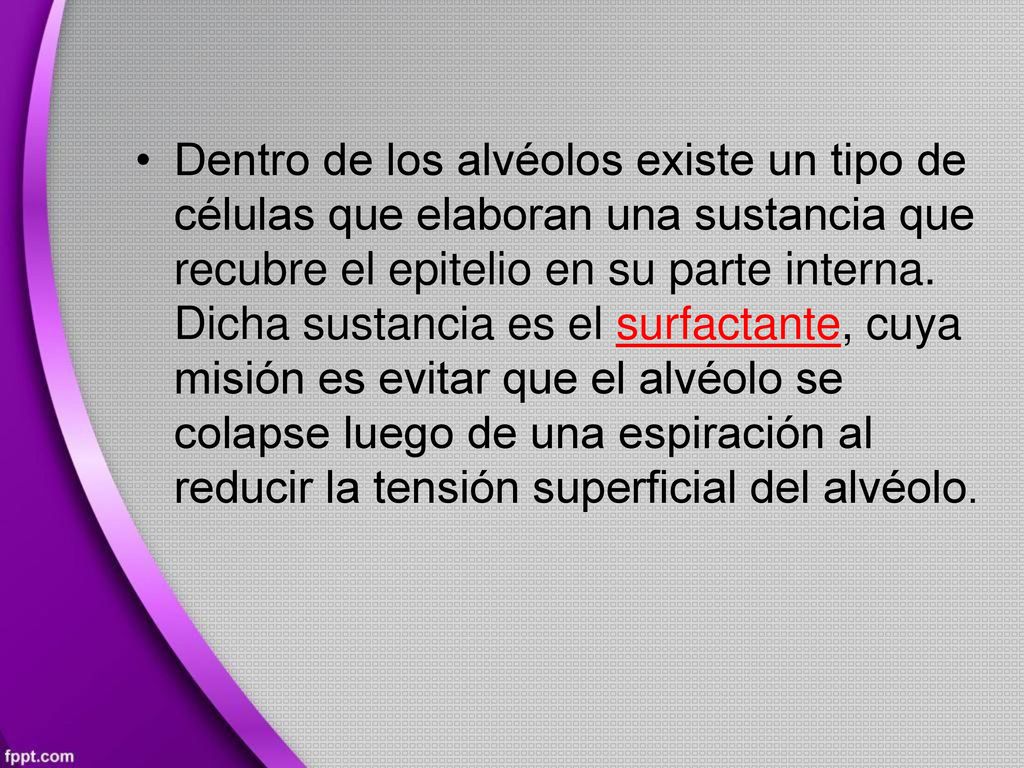 • Dentro de los alvéolos existe un tipo de.