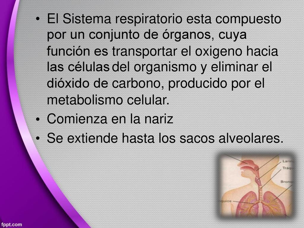 • El Sistema respiratorio esta compuesto. por un conjunto de órganos, cuya. función es. las células.