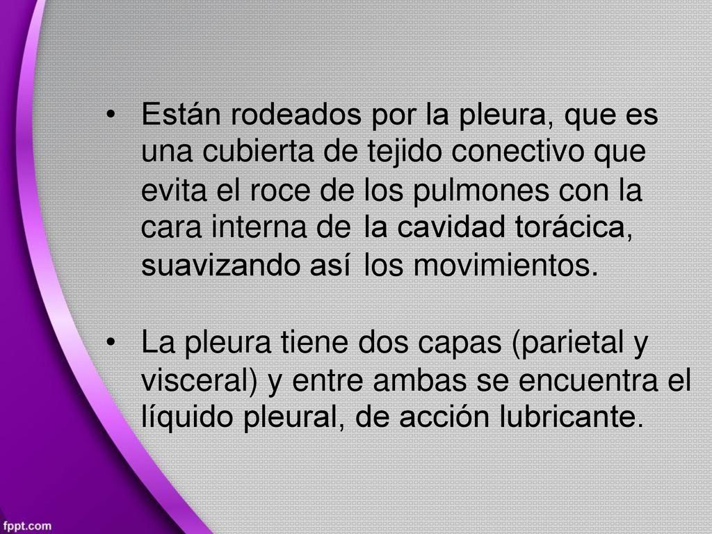 • Están rodeados por la pleura, que es. una cubierta de tejido conectivo que. evita el roce de. cara interna de.