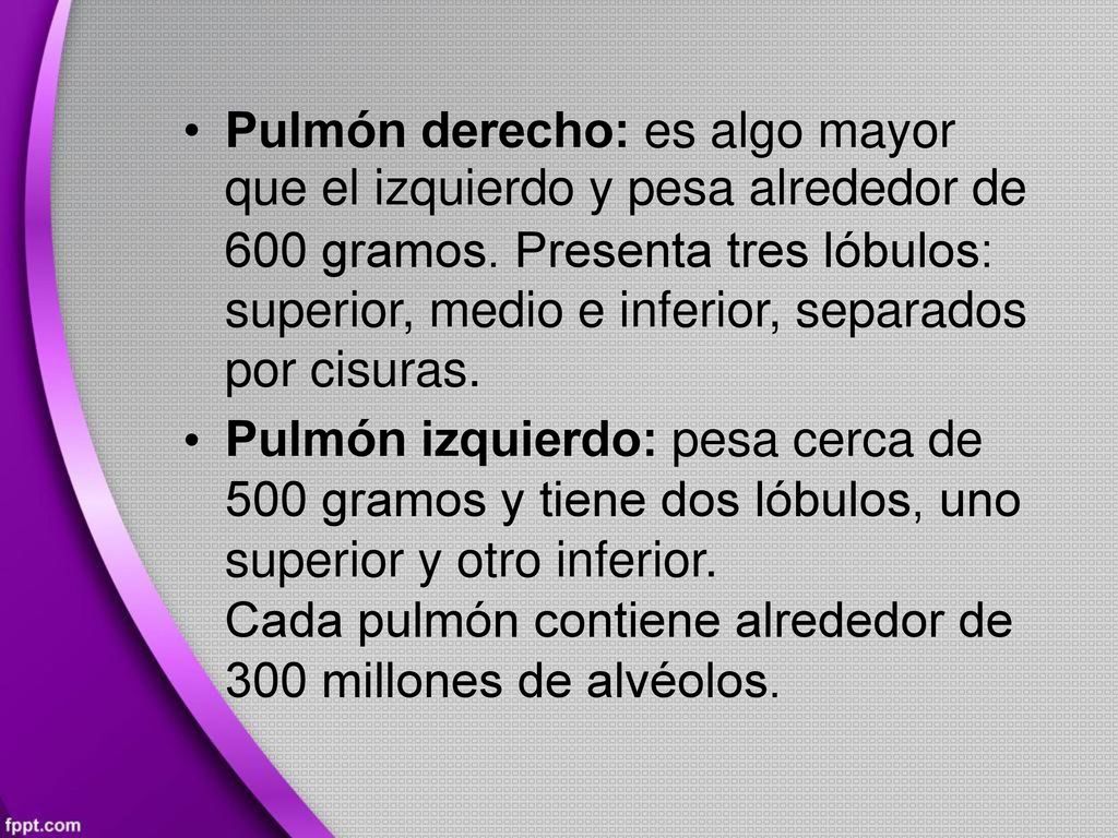 • Pulmón derecho: es algo mayor. que el izquierdo y pesa alrededor de.