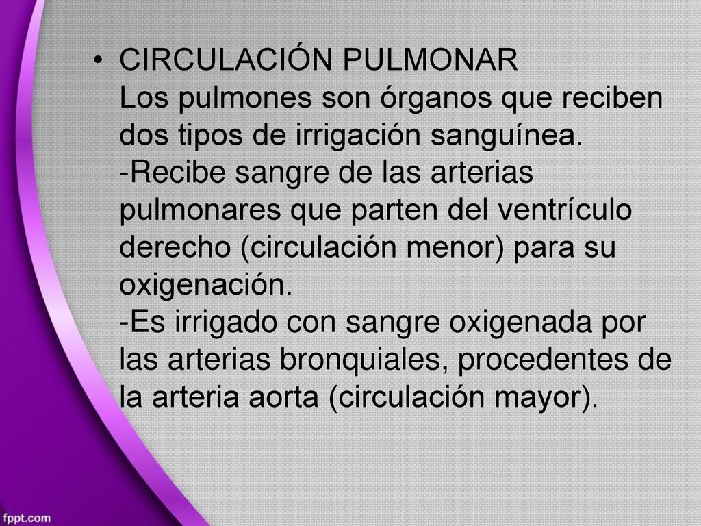 • CIRCULACIÓN PULMONAR. Los pulmones son órganos que reciben dos tipos de irrigación sanguínea.