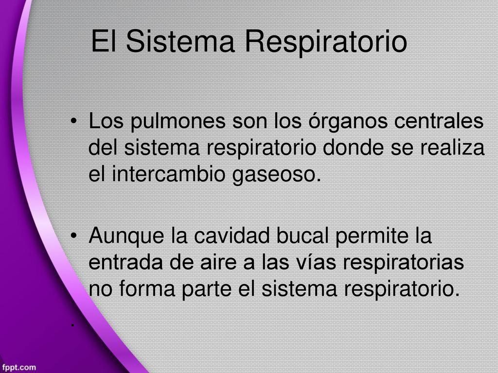 El Sistema Respiratorio • Los pulmones son los órganos centrales