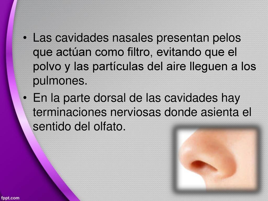 • Las cavidades nasales presentan pelos. que actúan como filtro, evitando que el polvo y las partículas del aire lleguen a los pulmones.