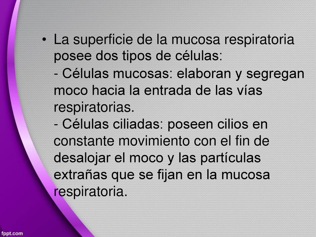 • La superficie de la mucosa respiratoria. posee dos tipos de células: