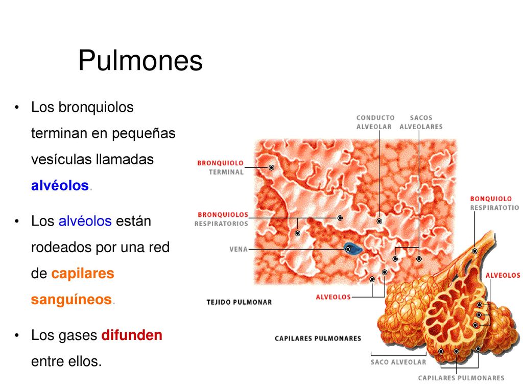 Neoplasias Pulmones. Los bronquiolos terminan en pequeñas vesículas llamadas alvéolos.