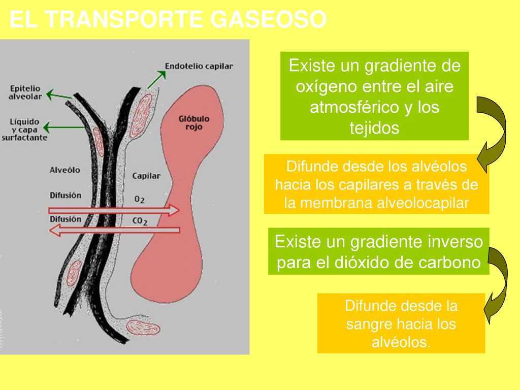 Neoplasias EL TRANSPORTE GASEOSO. Existe un gradiente de oxígeno entre el aire atmosférico y los tejidos.