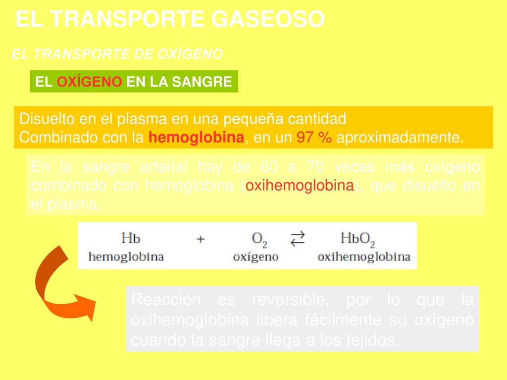 Neoplasias EL TRANSPORTE GASEOSO. EL TRANSPORTE DE OXÍGENO. EL OXÍGENO EN LA SANGRE. Disuelto en el plasma en una pequeña cantidad.