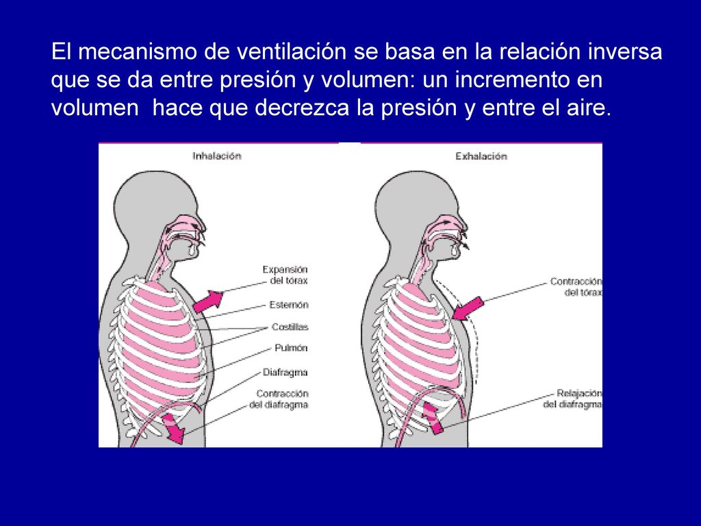 El mecanismo de ventilación se basa en la relación inversa que se da entre presión y volumen: un incremento en volumen hace que decrezca la presión y entre el aire.