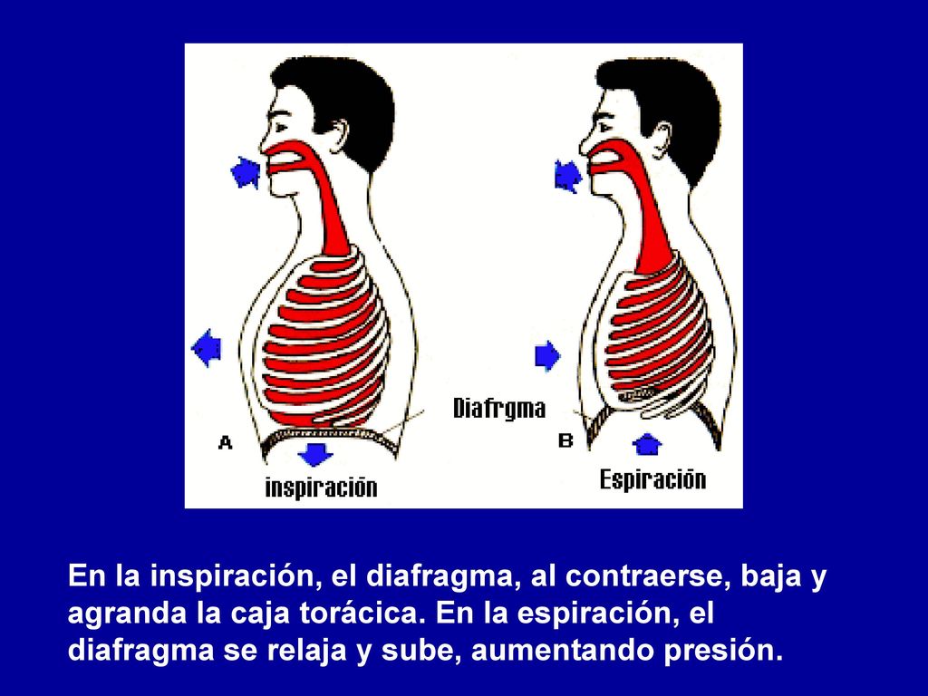 En la inspiración, el diafragma, al contraerse, baja y agranda la caja torácica.