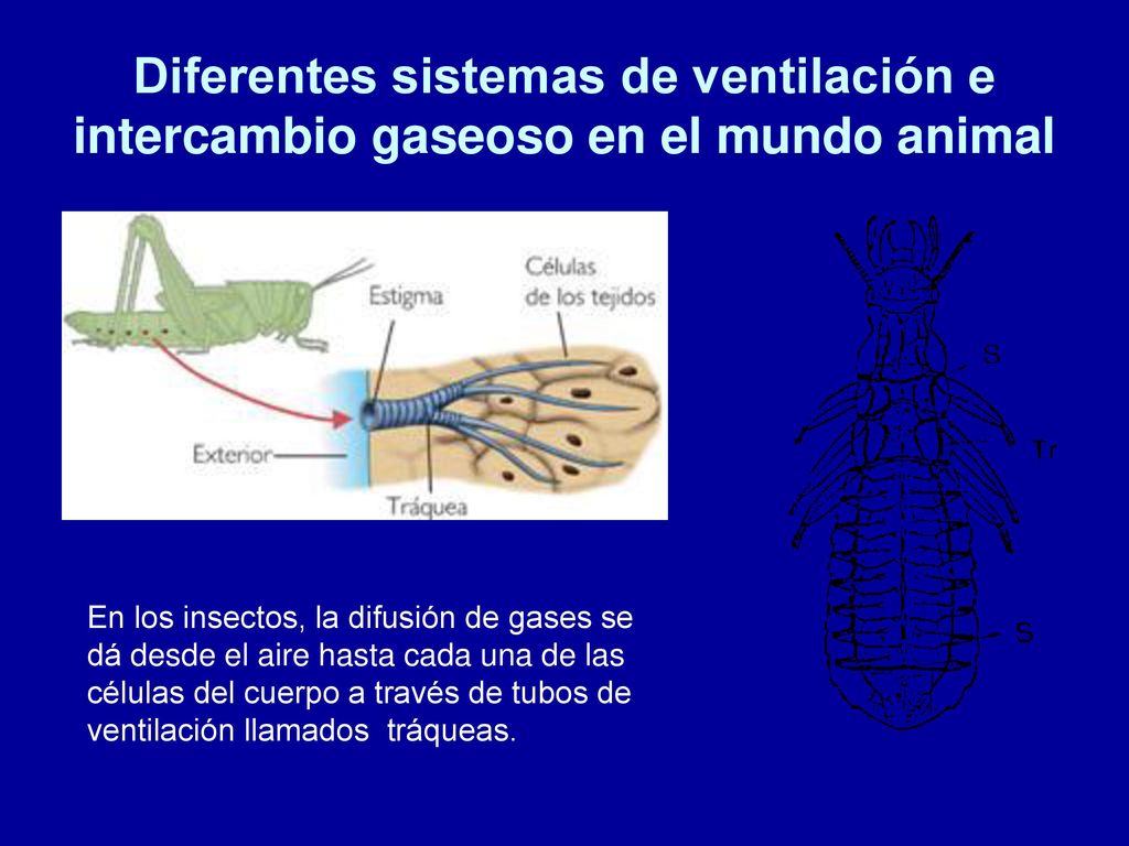 Diferentes sistemas de ventilación e intercambio gaseoso en el mundo animal