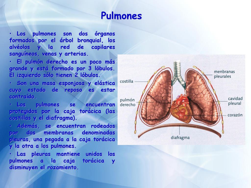 Pulmones Los pulmones son dos órganos formados por el árbol bronquial, los alvéolos y la red de capilares sanguíneos, venas y arterias.