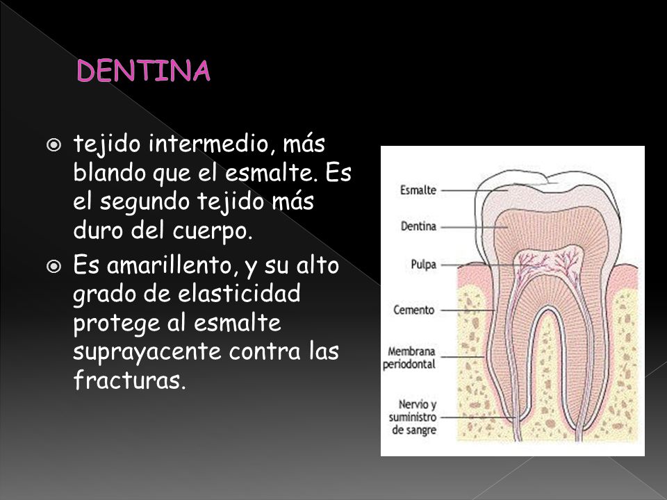DENTINA tejido intermedio, más blando que el esmalte. Es el segundo tejido más duro del cuerpo.