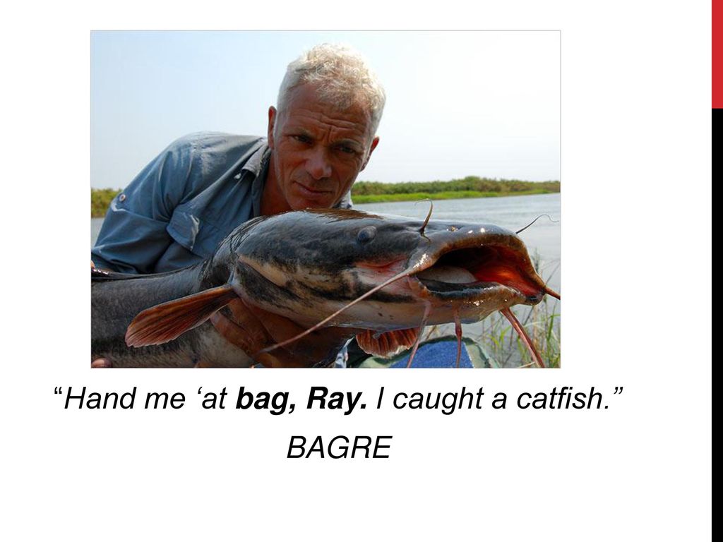 Hand me ‘at bag, Ray. I caught a catfish. BAGRE
