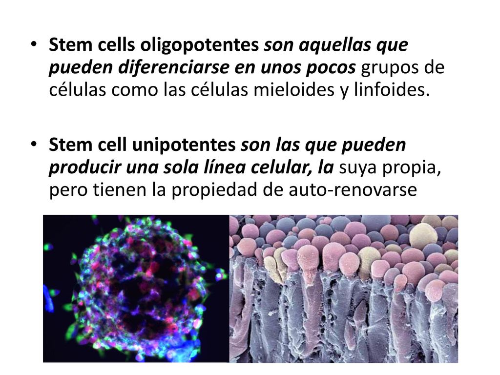 Stem cells oligopotentes son aquellas que pueden diferenciarse en unos pocos grupos de células como las células mieloides y linfoides.