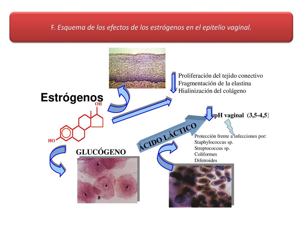 F. Esquema de los efectos de los estrógenos en el epitelio vaginal.