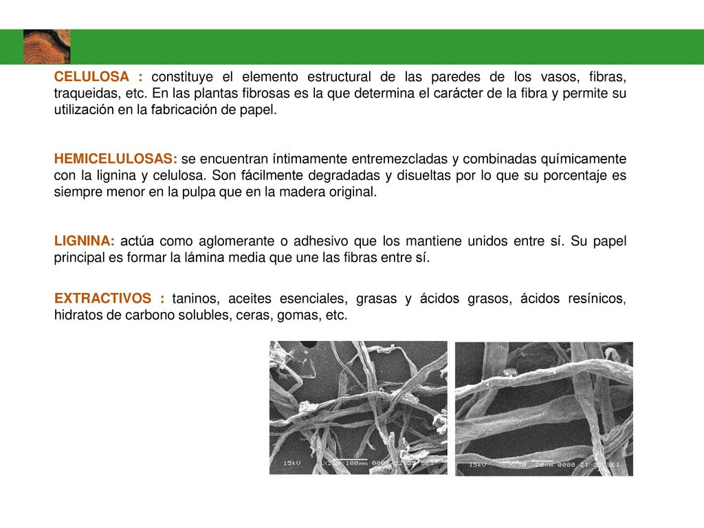 CELULOSA : constituye el elemento estructural de las paredes de los vasos, fibras, traqueidas, etc. En las plantas fibrosas es la que determina el carácter de la fibra y permite su utilización en la fabricación de papel.