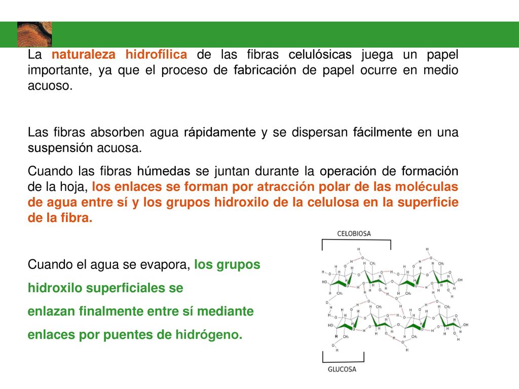 La naturaleza hidrofílica de las fibras celulósicas juega un papel importante, ya que el proceso de fabricación de papel ocurre en medio acuoso.