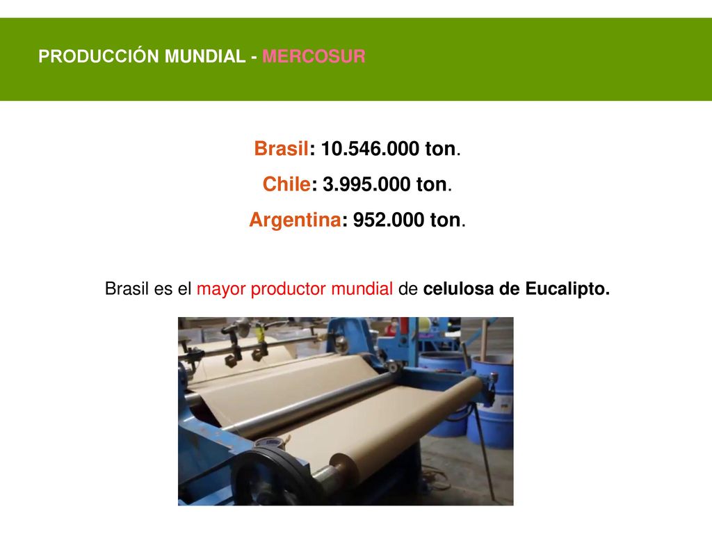 Brasil es el mayor productor mundial de celulosa de Eucalipto.
