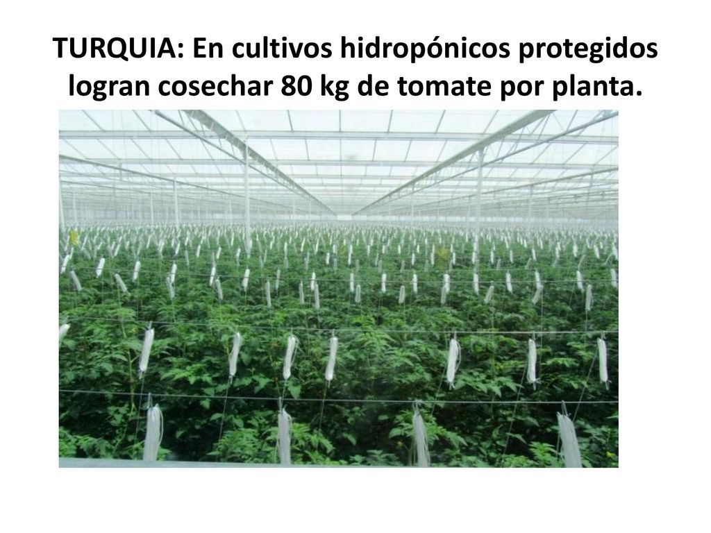 TURQUIA: En cultivos hidropónicos protegidos logran cosechar 80 kg de tomate por planta.