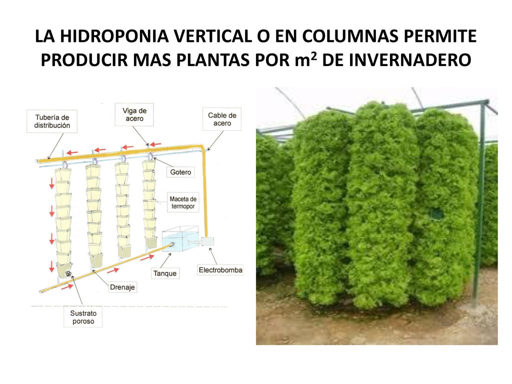 LA HIDROPONIA VERTICAL O EN COLUMNAS PERMITE PRODUCIR MAS PLANTAS POR m2 DE INVERNADERO