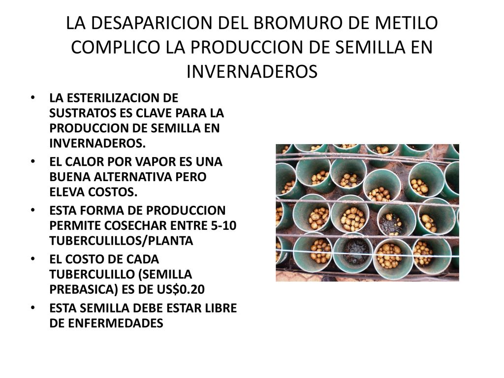 LA DESAPARICION DEL BROMURO DE METILO COMPLICO LA PRODUCCION DE SEMILLA EN INVERNADEROS