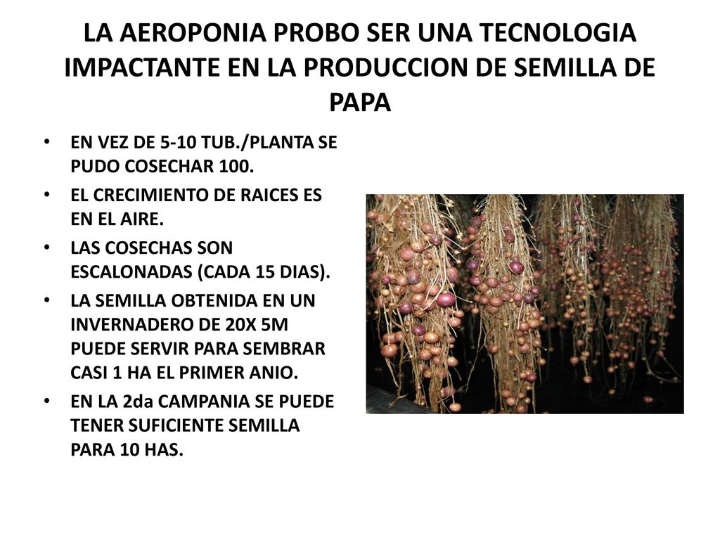 LA AEROPONIA PROBO SER UNA TECNOLOGIA IMPACTANTE EN LA PRODUCCION DE SEMILLA DE PAPA