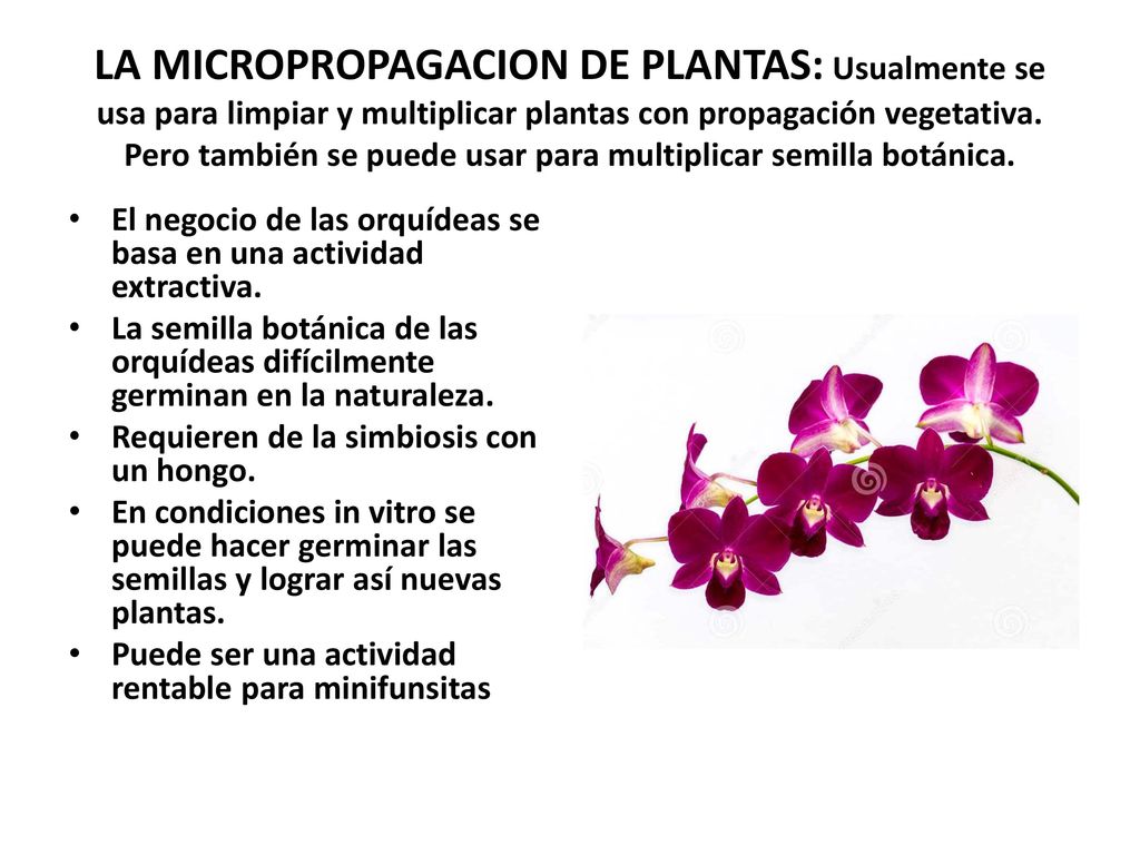 LA MICROPROPAGACION DE PLANTAS: Usualmente se usa para limpiar y multiplicar plantas con propagación vegetativa. Pero también se puede usar para multiplicar semilla botánica.