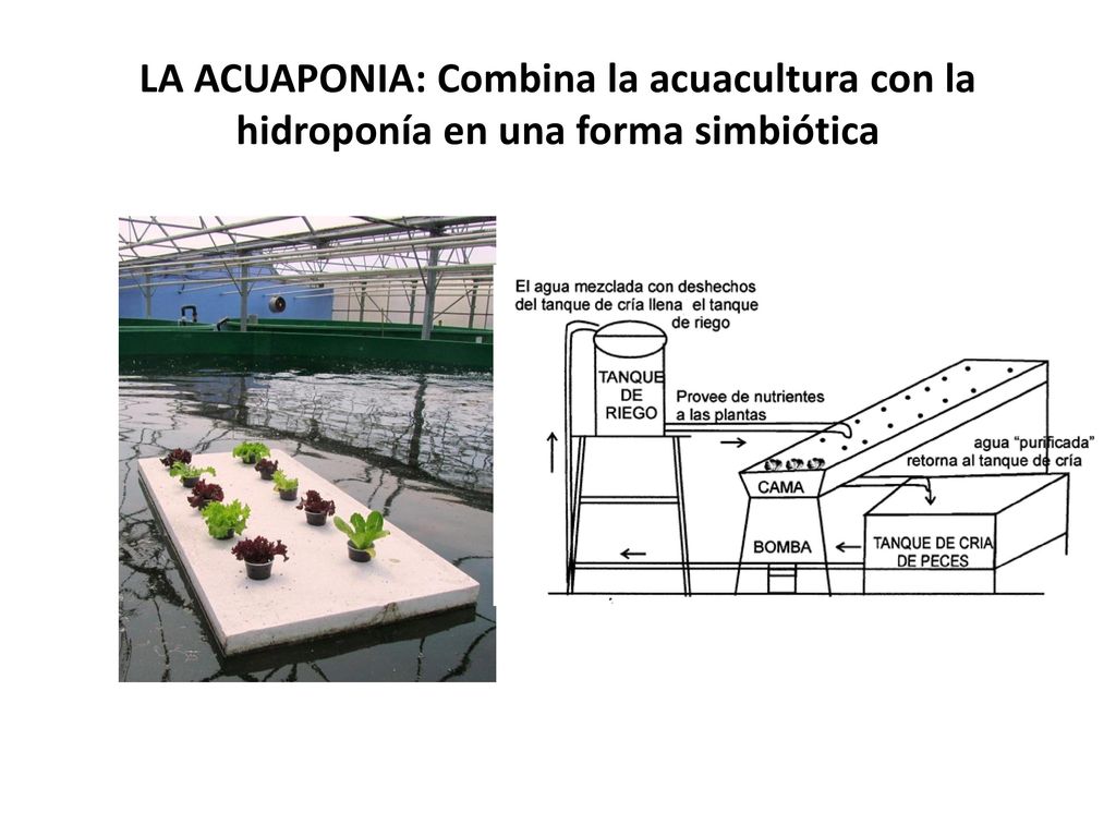 LA ACUAPONIA: Combina la acuacultura con la hidroponía en una forma simbiótica