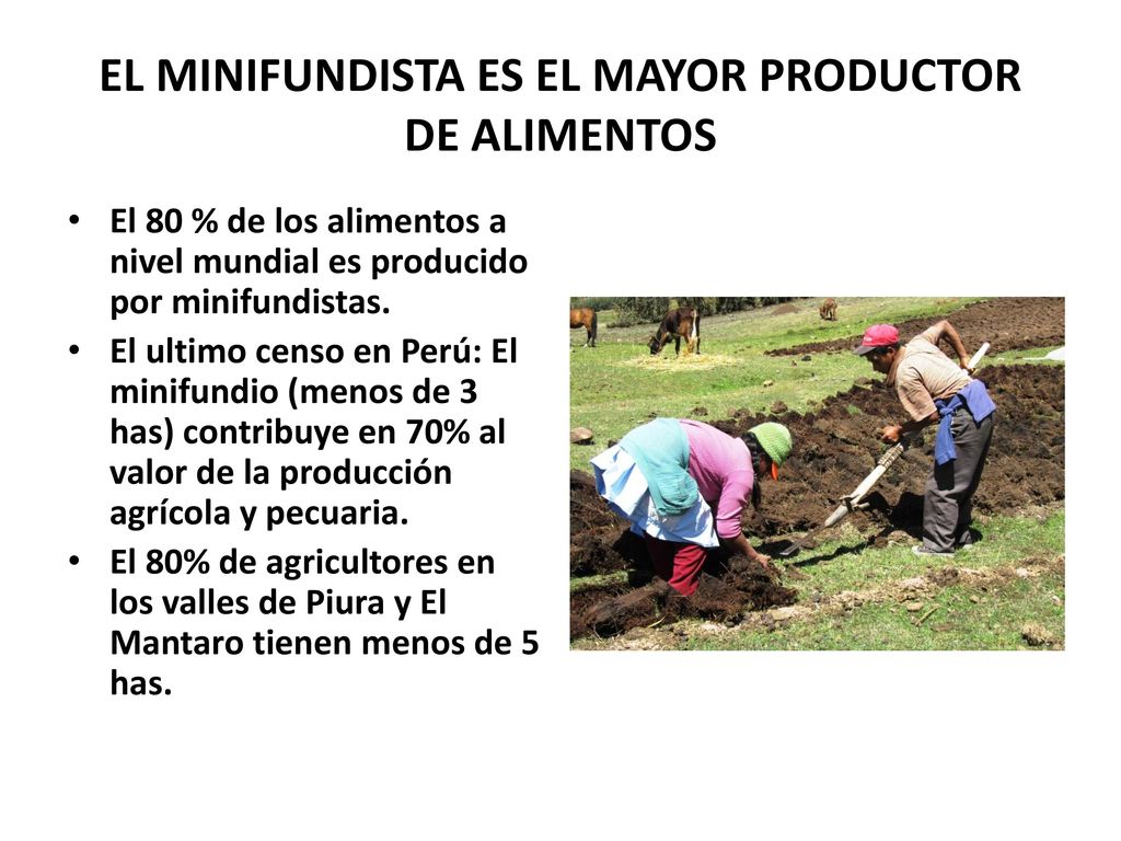 EL MINIFUNDISTA ES EL MAYOR PRODUCTOR DE ALIMENTOS
