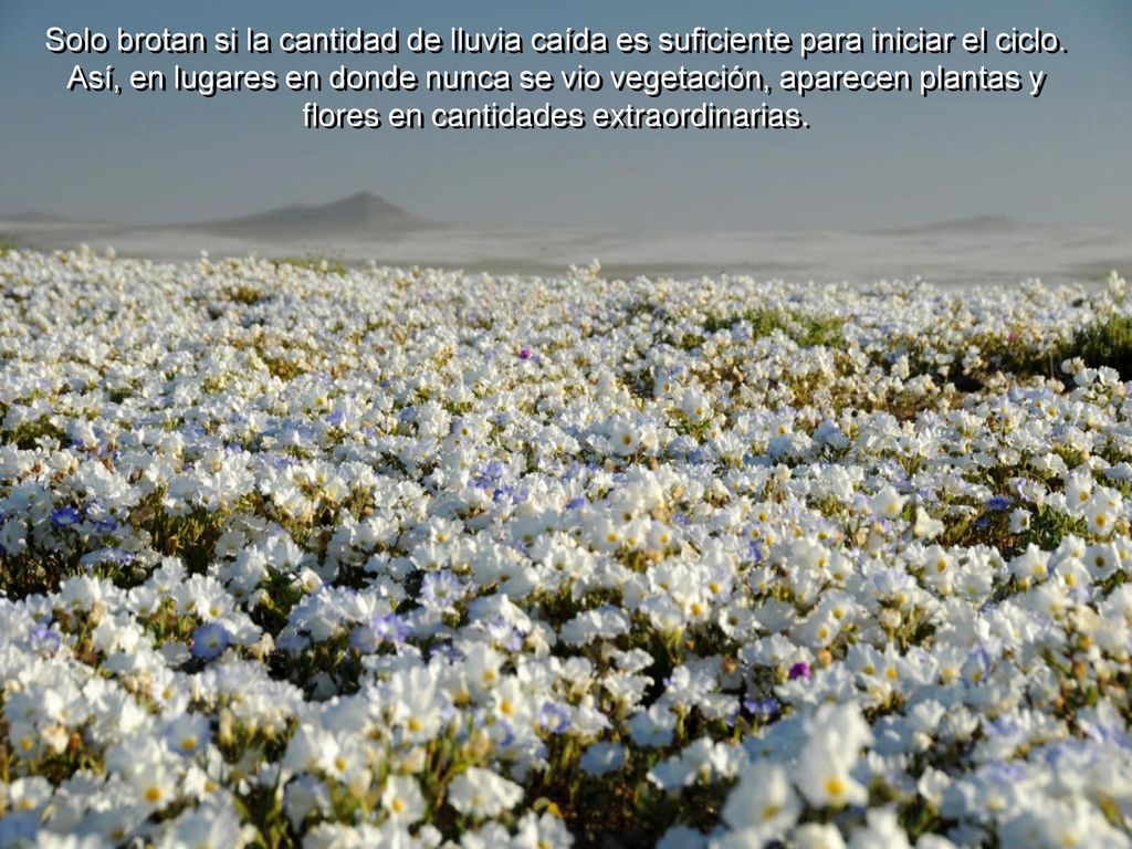 Solo brotan si la cantidad de lluvia caída es suficiente para iniciar el ciclo.