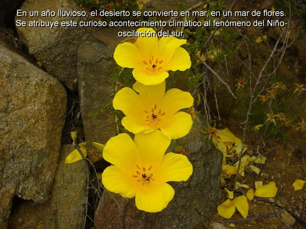 En un año lluvioso, el desierto se convierte en mar, en un mar de flores.
