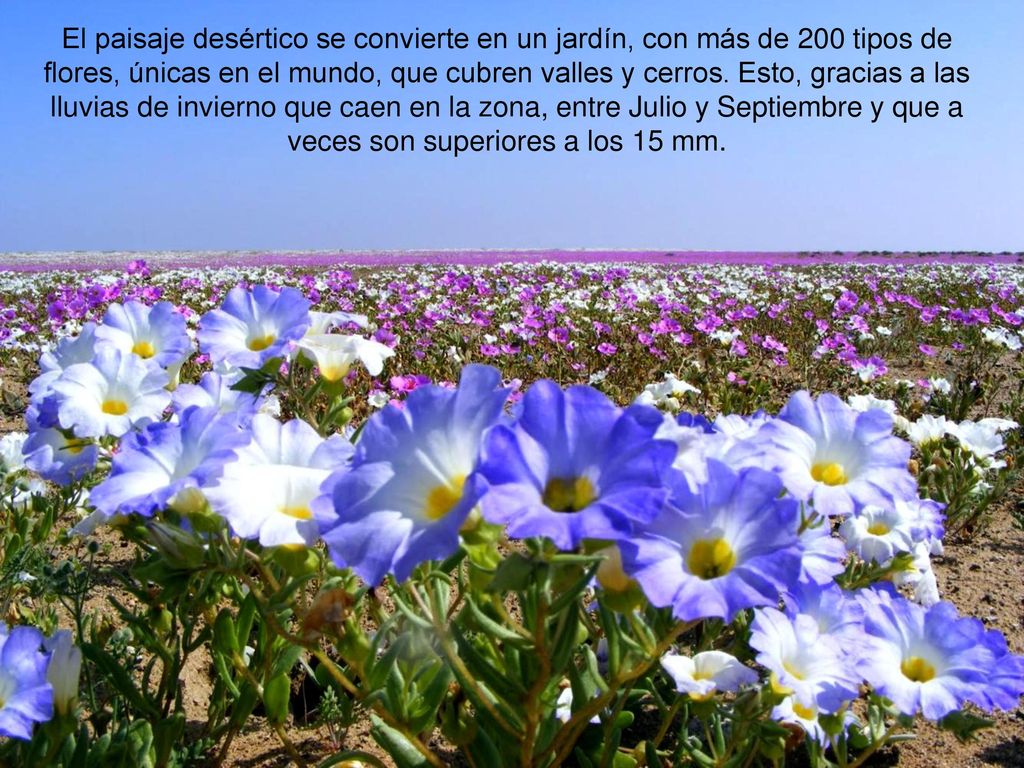 El paisaje desértico se convierte en un jardín, con más de 200 tipos de flores, únicas en el mundo, que cubren valles y cerros.