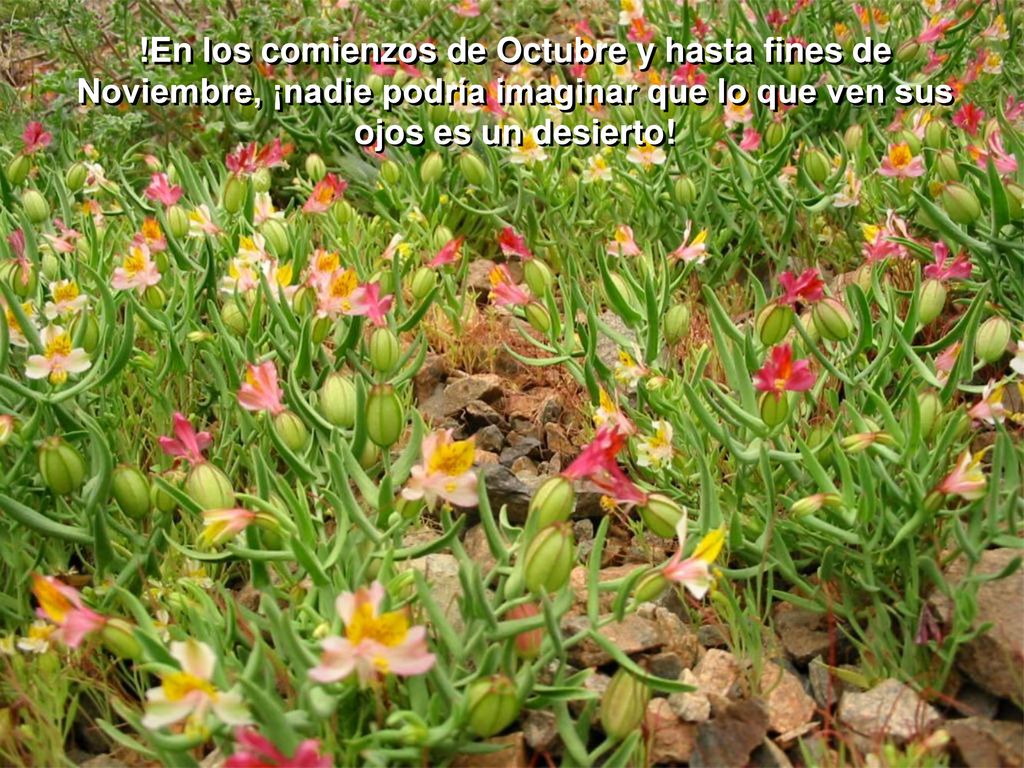 !En los comienzos de Octubre y hasta fines de Noviembre, ¡nadie podría imaginar que lo que ven sus ojos es un desierto!