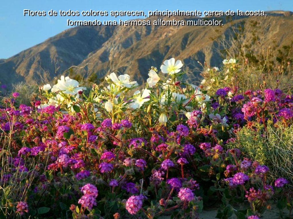 Flores de todos colores aparecen, principalmente cerca de la costa, formando una hermosa alfombra multicolor.