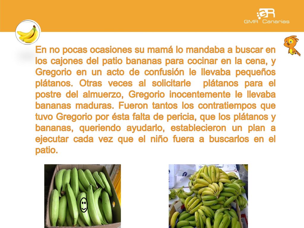 En no pocas ocasiones su mamá lo mandaba a buscar en los cajones del patio bananas para cocinar en la cena, y Gregorio en un acto de confusión le llevaba pequeños plátanos.
